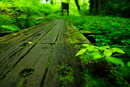 brown wooden plank surrounded by green leaves thumbnail