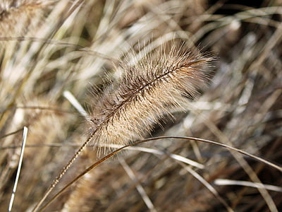 close-up photography of brown grass thumbnail