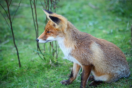 brown fox sitting on green grass thumbnail
