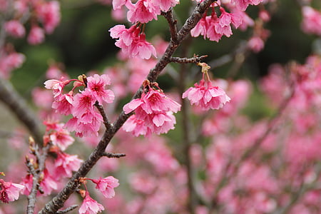 selective focus photo of pink cherry blossoms in bloom thumbnail