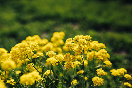 Small yellow flowers thumbnail