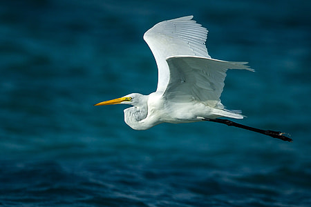 Egret in Flight thumbnail