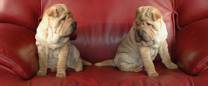 two Chinese Shar Pei puppies on the red sofa chair thumbnail