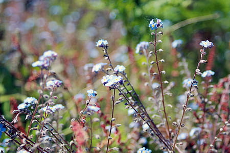 White and Blue Petal Flowers in a Garden during Day Time thumbnail