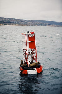white and red buoy floating with sealions thumbnail