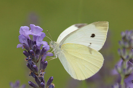 Small Cabbage White Ling, Butterfly thumbnail