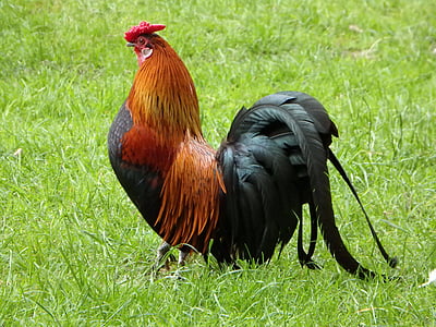 red rooster on grasses thumbnail