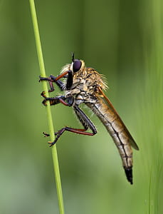 nature, garden, animal, blur thumbnail