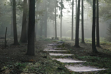 gray concrete pathway between trees in forest during daytime thumbnail