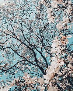 cherry blossom tree thumbnail