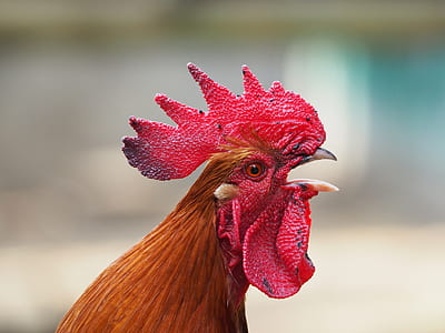animal, chicken, rooster, mohawk thumbnail