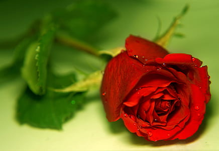 selective focus photography of red rose thumbnail