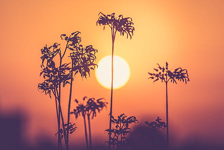 nature, sunset, sun, silhouette thumbnail