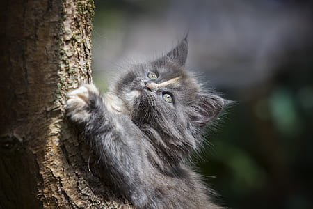 Gray Persian Cat thumbnail