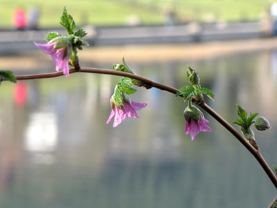 British Columbia, Coquitlam thumbnail