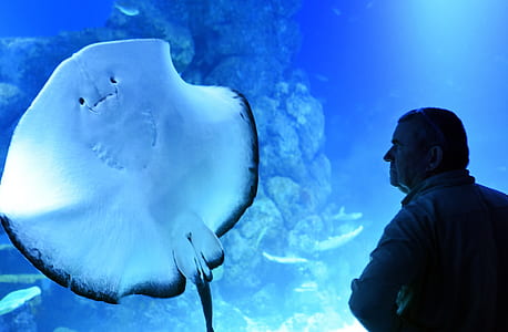 person staring at the stingray thumbnail
