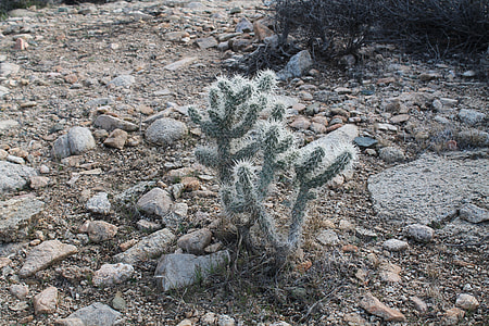 Joshua Tree, Joshua Tree National Park thumbnail