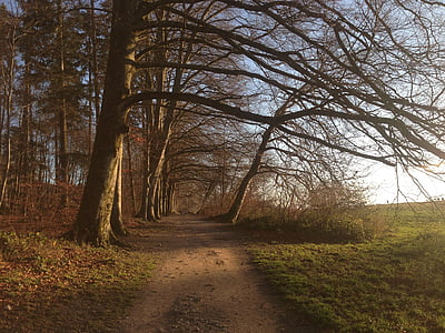 brown bare trees beside road at daytime thumbnail