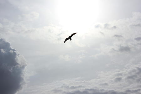 bird flying in the sky thumbnail