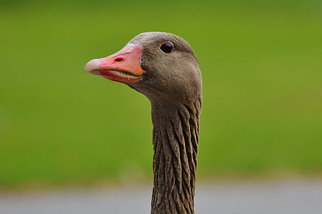 tilt shift lens photography of gray duck thumbnail