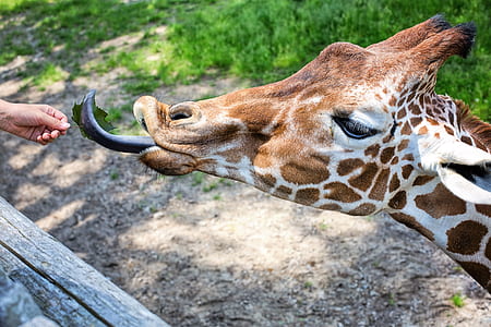 person feeding giraffe at daytime thumbnail