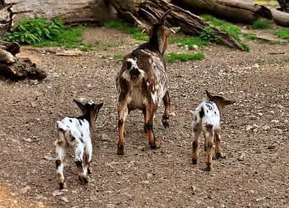 brown and white goat and kids thumbnail