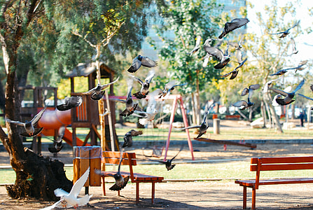 Pigeons on the children playground thumbnail