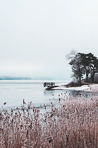 green leafed tree near body of water thumbnail