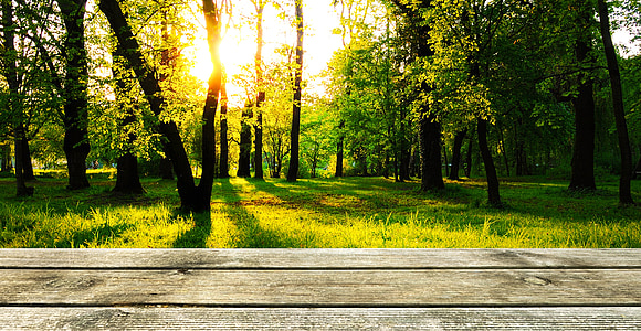 green trees thumbnail