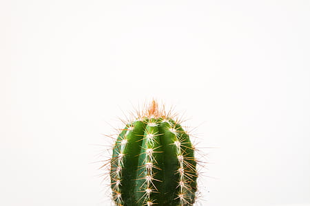 green cactus thumbnail