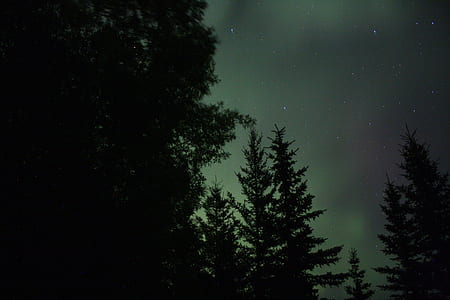 silhouette photo of pine trees and aurora borealis thumbnail