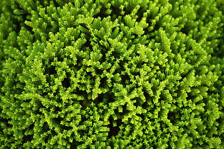 close-up photography of green leafed plants thumbnail