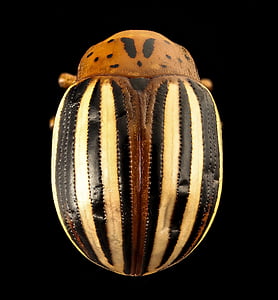 Colorado potato beetle thumbnail