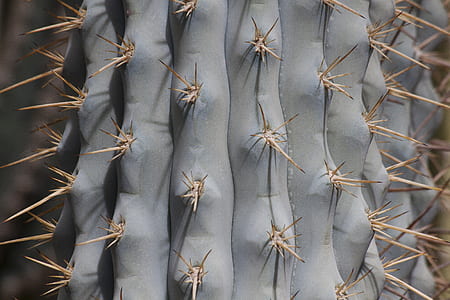 close-up photography of cactus thumbnail