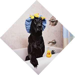 adult black Labrador retriever on white bathtub thumbnail