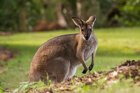 Wallaby in Australia thumbnail