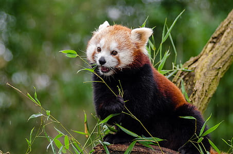 selective focus photography of Red panda on tree branch thumbnail