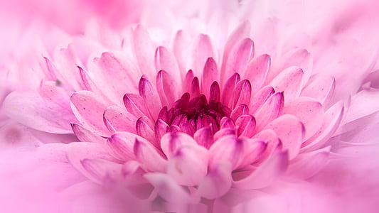 pink chrysanthemum in bloom macro photo thumbnail