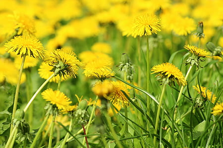 tilt shift photography of yellow flowers thumbnail