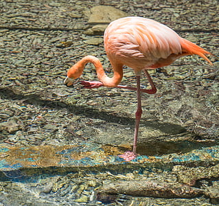 flamingo on body of water thumbnail