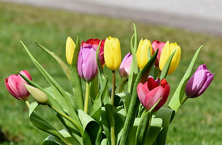 shallow photography of flowers thumbnail