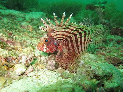 Red Lionfish, Fish, Red, Sea, lionfish, red, sea thumbnail