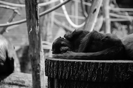 primate sleeping on woode thumbnail