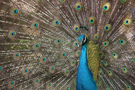 green and brown peacock thumbnail