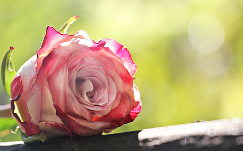 pink rose on gray slab thumbnail