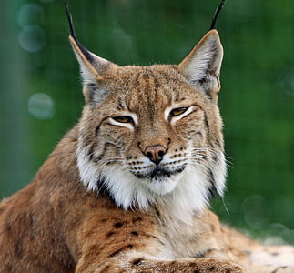 Feline photo thumbnail