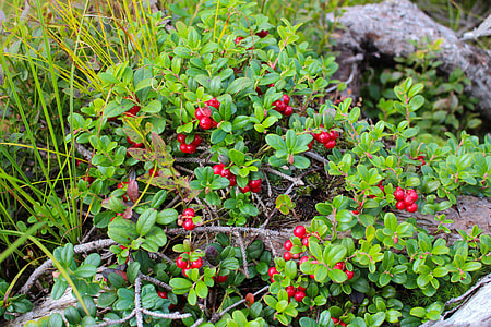 red berries thumbnail