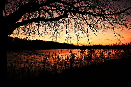 silhouette of trees near body of water at golden hour thumbnail