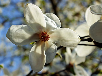 selective focus photography of white magnolia flowers in bloom thumbnail