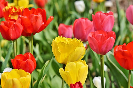 pink and red flowering plants thumbnail